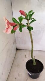 Planta Simples 3410 – 30cm – 02 anos - Imagem 5