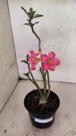 Planta Simples 3411 – 30cm – 02 anos - Imagem 2