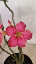 Planta Simples 3411 – 30cm – 02 anos - Imagem 8