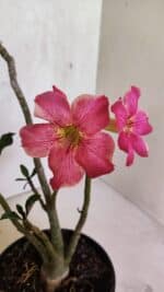 Planta Simples 3411 – 30cm – 02 anos - Imagem 4