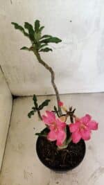 Planta Simples 3411 – 30cm – 02 anos - Imagem 5