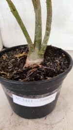 Planta Simples 3411 – 30cm – 02 anos - Imagem 7