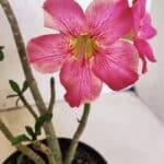 Planta Simples 3411 – 30cm – 02 anos