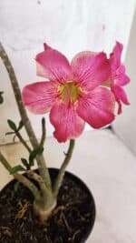 Planta Simples 3411 – 30cm – 02 anos