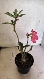 Planta Simples 3411 – 30cm – 02 anos - Imagem 6