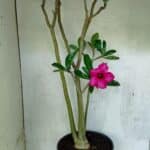 Planta Simples 3412 – 60cm – 05 anos