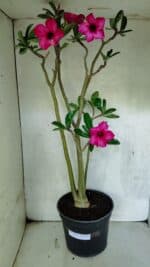 Planta Simples 3412 – 60cm – 05 anos