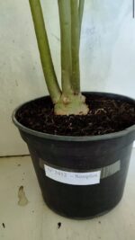 Planta Simples 3412 – 60cm – 05 anos - Imagem 5