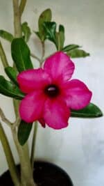 Planta Simples 3412 – 60cm – 05 anos - Imagem 3