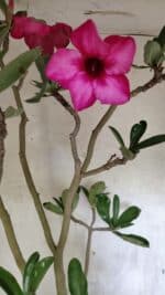 Planta Simples 3412 – 60cm – 05 anos - Imagem 4