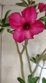 Planta Simples 3412 – 60cm – 05 anos - Imagem 6