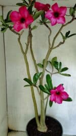 Planta Simples 3412 – 60cm – 05 anos - Imagem 7