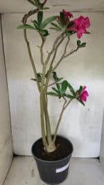 Planta Simples 3412 – 60cm – 05 anos - Imagem 9