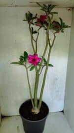 Planta Simples 3412 – 60cm – 05 anos - Imagem 8