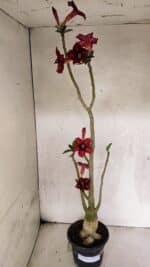 Planta Simples 3413 – 40cm – 03 anos - Imagem 2