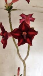 Planta Simples 3413 – 40cm – 03 anos - Imagem 4