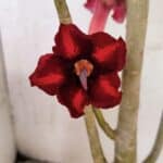 Planta Simples 3413 – 40cm – 03 anos