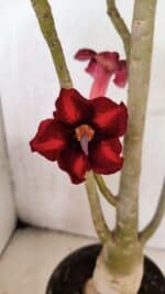 Planta Simples 3413 – 40cm – 03 anos