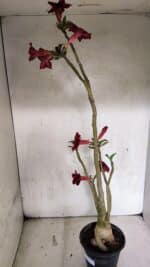 Planta Simples 3413 – 40cm – 03 anos - Imagem 6