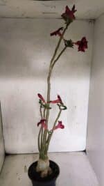 Planta Simples 3413 – 40cm – 03 anos - Imagem 5