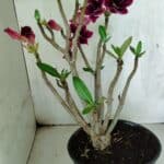 Planta Simples 3414 – 40cm – 04 anos