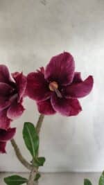 Planta Simples 3414 – 40cm – 04 anos - Imagem 4