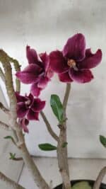 Planta Simples 3414 – 40cm – 04 anos - Imagem 5