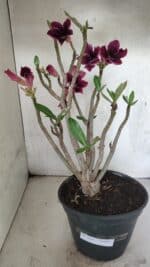 Planta Simples 3414 – 40cm – 04 anos - Imagem 10