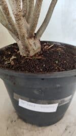 Planta Simples 3414 – 40cm – 04 anos - Imagem 9