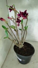 Planta Simples 3414 – 40cm – 04 anos - Imagem 8