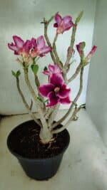 Planta Simples 3414 – 40cm – 04 anos - Imagem 7