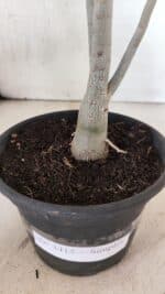 Planta Simples 3415 – 30cm – 02 anos - Imagem 6