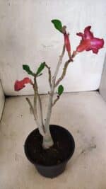 Planta Simples 3415 – 30cm – 02 anos - Imagem 5