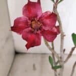 Planta Simples 3415 – 30cm – 02 anos