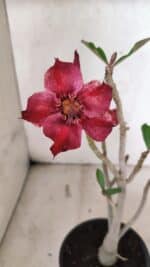 Planta Simples 3415 – 30cm – 02 anos