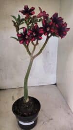 Planta Simples 3416 – 35cm – 03 anos - Imagem 2