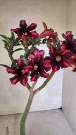 Planta Simples 3416 – 35cm – 03 anos - Imagem 10