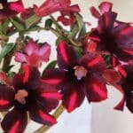 Planta Simples 3416 – 35cm – 03 anos