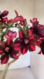 Planta Simples 3416 – 35cm – 03 anos