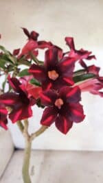 Planta Simples 3416 – 35cm – 03 anos - Imagem 4