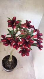 Planta Simples 3416 – 35cm – 03 anos - Imagem 7