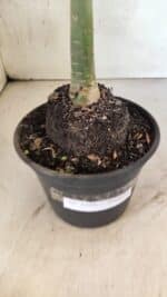 Planta Simples 3416 – 35cm – 03 anos - Imagem 9