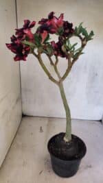 Planta Simples 3416 – 35cm – 03 anos - Imagem 8