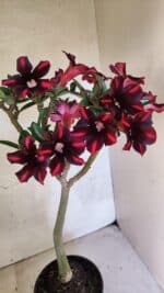 Planta Simples 3416 – 35cm – 03 anos - Imagem 6