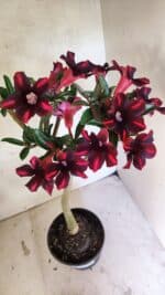 Planta Simples 3416 – 35cm – 03 anos - Imagem 5