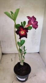 Planta Simples 3417 – 35cm – 03 anos - Imagem 2