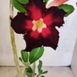 Planta Simples 3417 – 35cm – 03 anos