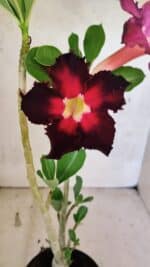 Planta Simples 3417 – 35cm – 03 anos