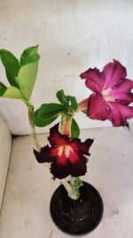 Planta Simples 3417 – 35cm – 03 anos - Imagem 4