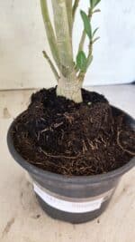 Planta Simples 3417 – 35cm – 03 anos - Imagem 7